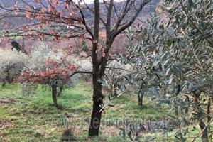 Terreno Agricolo Serravalle Pistoiese [A4327997]