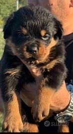 Cuccioli rottweiler con pedigree
