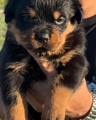 Cuccioli rottweiler con pedigree