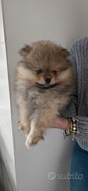 Volpino di pomerania/ spitz tedesco nano