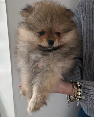 Volpino di pomerania/ spitz tedesco nano