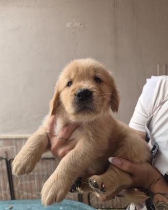 Cucciolata