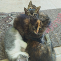 Cuccioli di gattini
