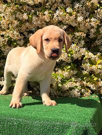 Labrador pedigree