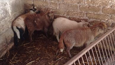 Agnelli veramente belli