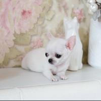 Chihuahua tascabili
