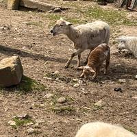 Pecora e agnello