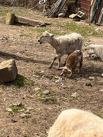 Pecora e agnello