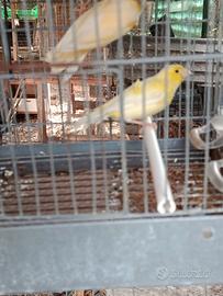 Canarino maschio incrocio malinois