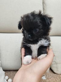 Chihuahua da borsetta
