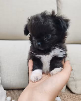Chihuahua da borsetta
