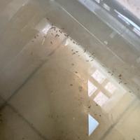 Dafnie vive per acquario