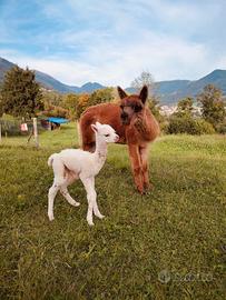 Alpaca femmina gravida