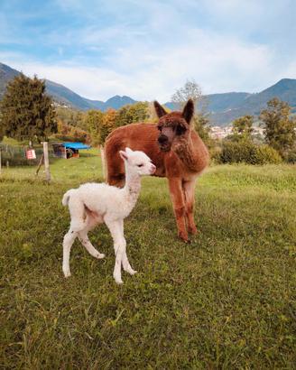 Alpaca femmina gravida