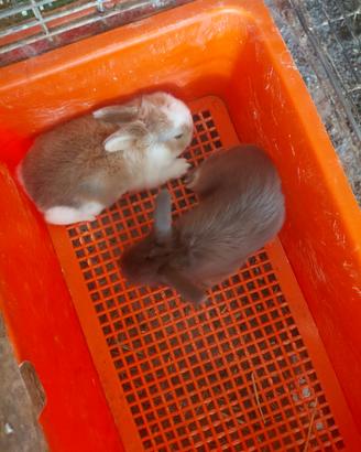 Cuccioli di ariete nano