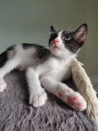 Baby gattina 2 mesi con occhietto velato