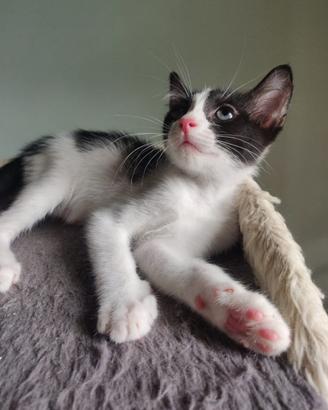 Baby gattina 2 mesi con occhietto velato