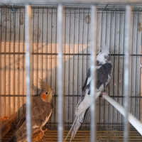 Coppia calopsite di 1anno