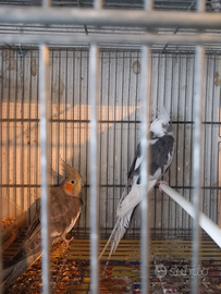 Coppia calopsite di 1anno