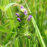 semi Prunella vulgaris 