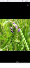 semi Prunella vulgaris 