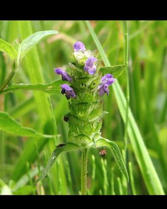 semi Prunella vulgaris 