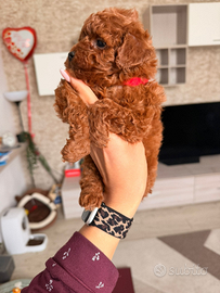 Cuccioli di barboncino maschio Toy