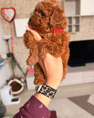 Cuccioli di barboncino maschio Toy