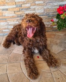 Cucciola di Lagotto Romagnolo