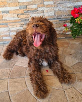 Cucciola di Lagotto Romagnolo
