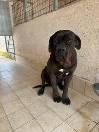 Cuccioli di Cane Corso