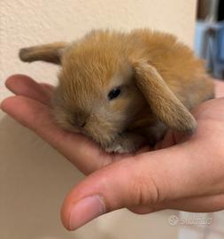 Cuccioli coniglio ariete Minilop