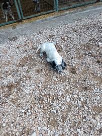Setter inglese 