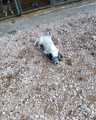 Setter inglese 