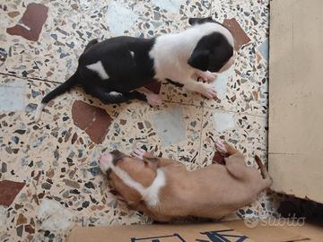 Amstaff