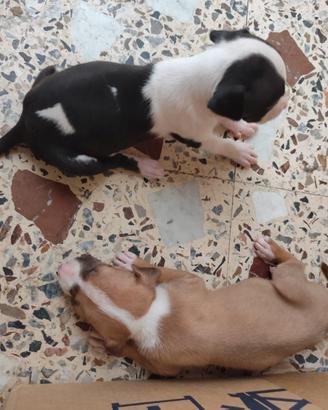 Amstaff