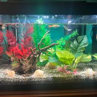 Acquario TETRA 30l