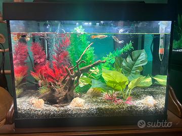 Acquario TETRA 30l