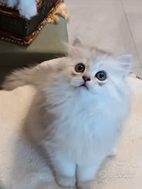 British longhair 