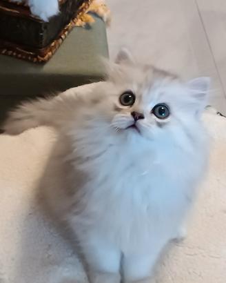 British longhair 