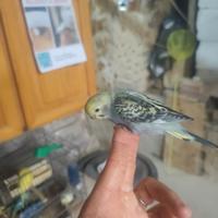 Cocoriti allevati a mano