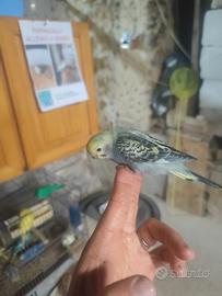 Cocoriti allevati a mano