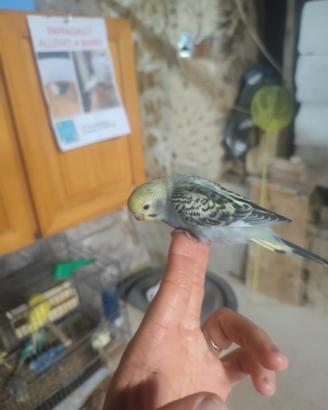 Cocoriti allevati a mano