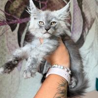 Maine Coon dolcissimi