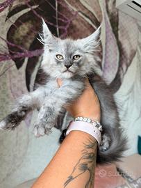 Maine Coon dolcissimi