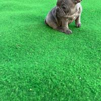 Cucciolo bulldog francese, maschio blu