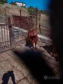 Becco siriano 2 anni