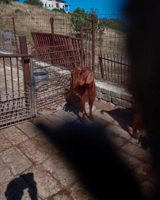 Becco siriano 2 anni