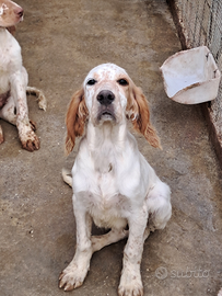Cuccioli setter inglese