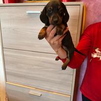 Cuccioli di bassotto nero focato